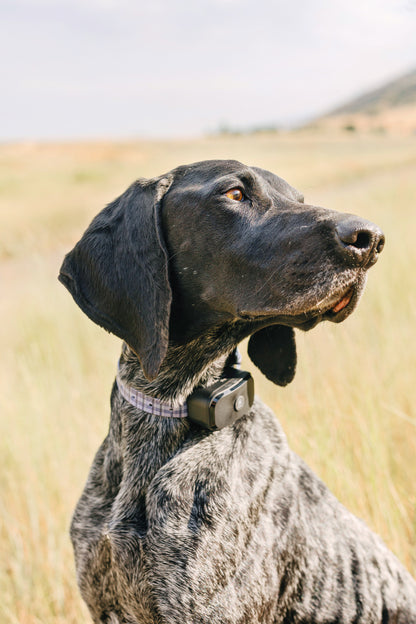 Pawtronic Pro Series Wireless GPS Dog Fence - Ultimate Safety for Your Furry Friend!