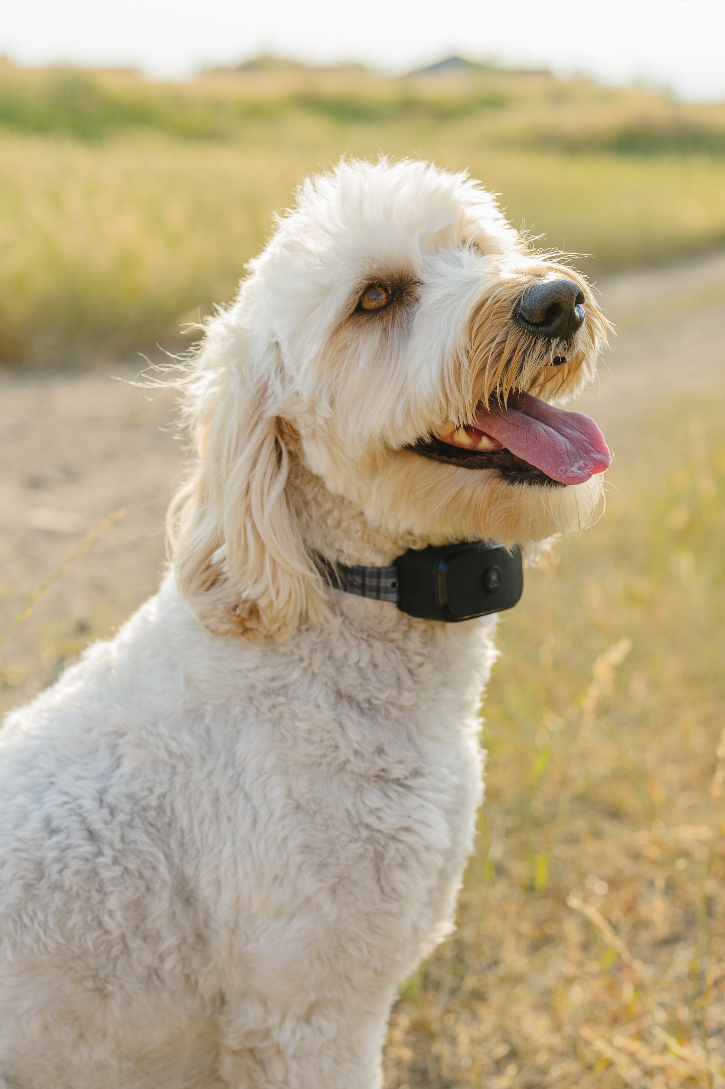 Pawtronic Pro Series Wireless GPS Dog Fence - Ultimate Safety for Your Furry Friend!