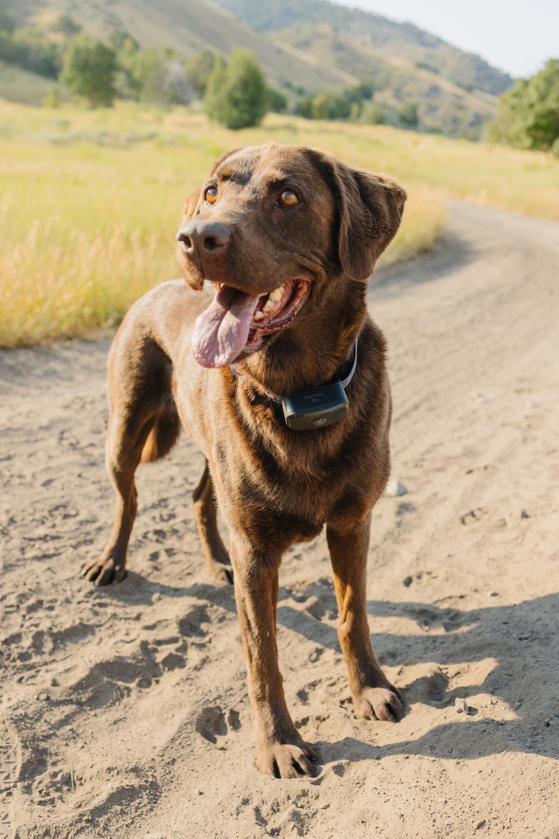 Pawtronic Pro Series Wireless GPS Dog Fence - Ultimate Safety for Your Furry Friend!
